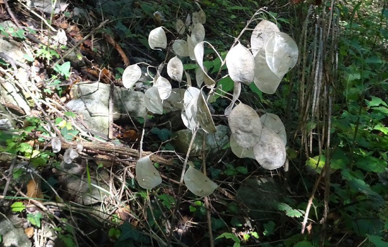 Lunaria annua - Brassicaceae